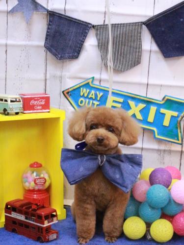 20230426ブラちゃん